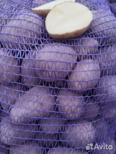 Продам картофель. Галла