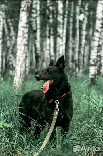 Сестрёнки Слива и Вакса умеют удивлять