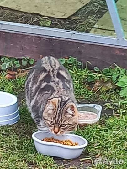 Коты отдам в добрые руки
