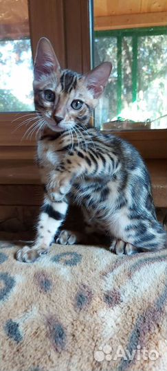 Леопардик бенгальский