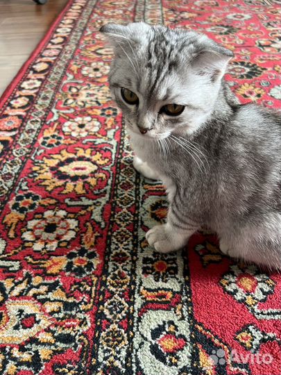 Шотландская вислоухая кот бесплатно