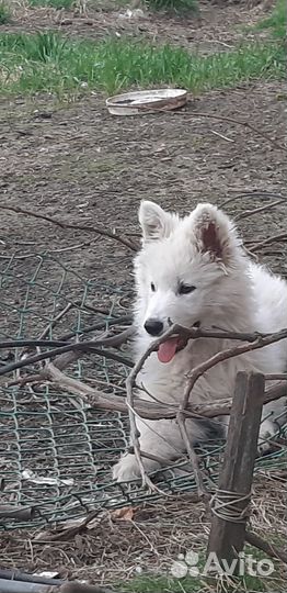 Белая швейцарская овчарка щенки