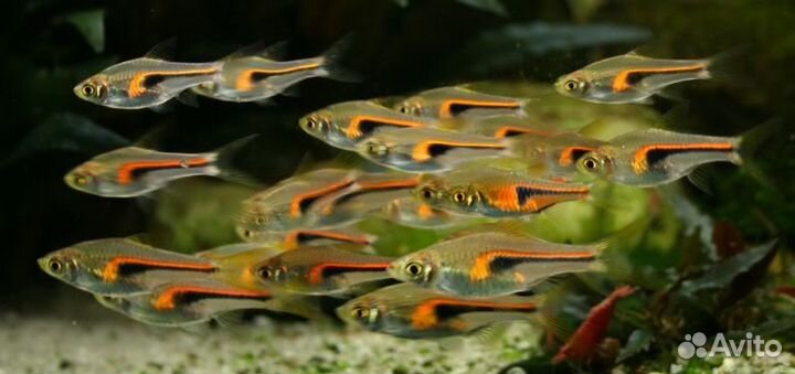 Расбора Хенгеля (Trigonostigma hengeli)