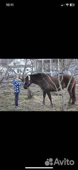 Конский навоз.есть перегной,и свежий навоз