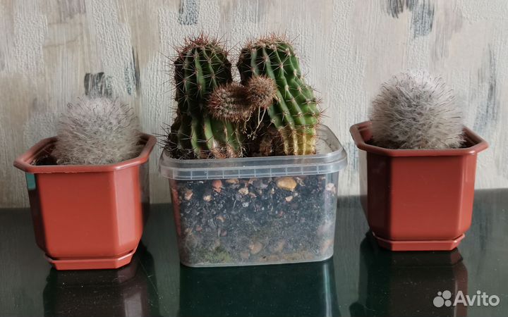 Кактус