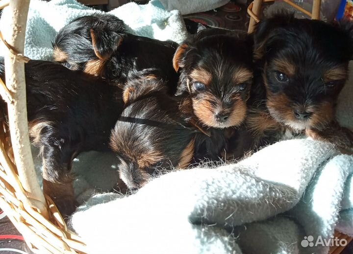 Йоркширский терьер мини