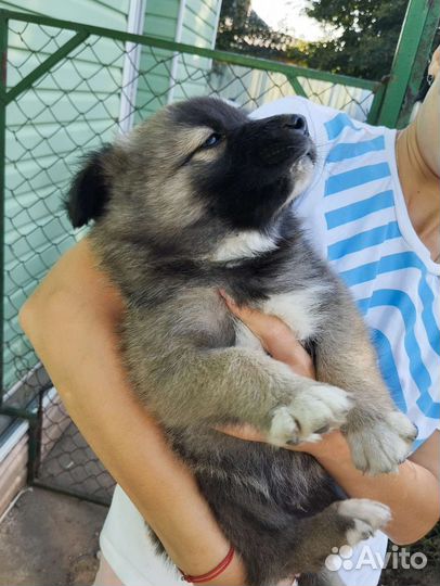 Собака в добрые руки щенок