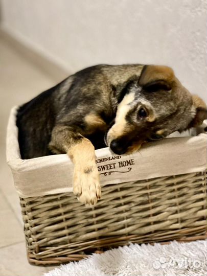 Собака в добрые руки отдам бесплатно