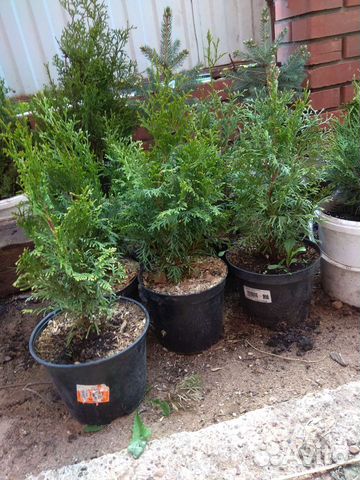 Туя смарагд брабант фастигиата