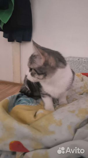 Кошка в дар