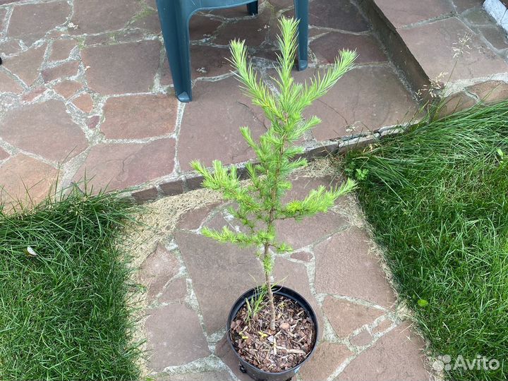 Лиственница японская (Кемпфера)