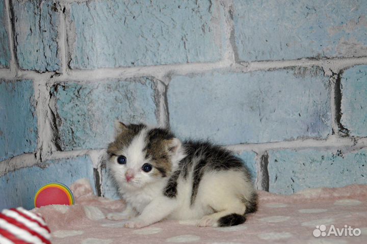 Котенок