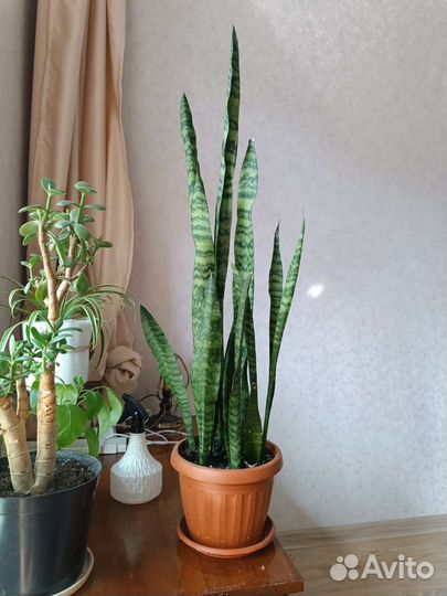 Сансевиерия/тещин язык/щучий хвост