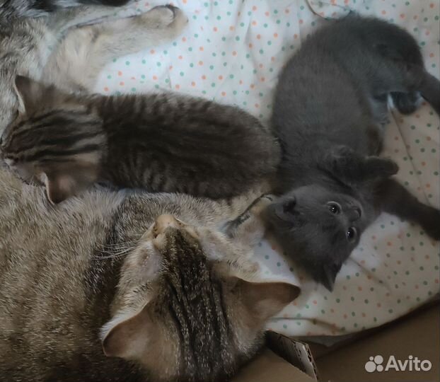 Котята в добрые руки бесплатно