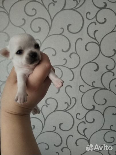 Щенки чихуахуа