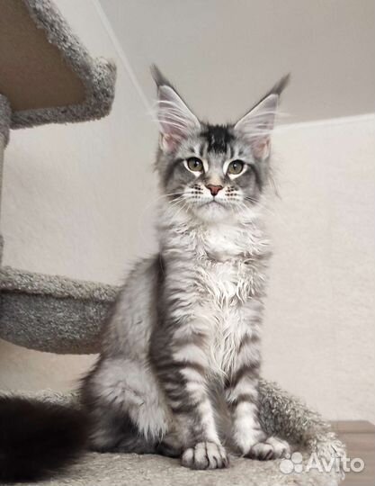 Котята мейн-кун