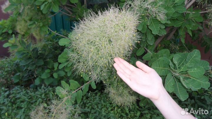 Саженцы скумпии и других растений