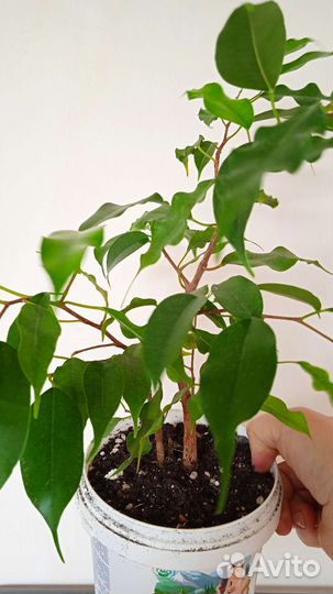 Комнатные цветы