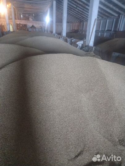 Овес ячмень пшеница