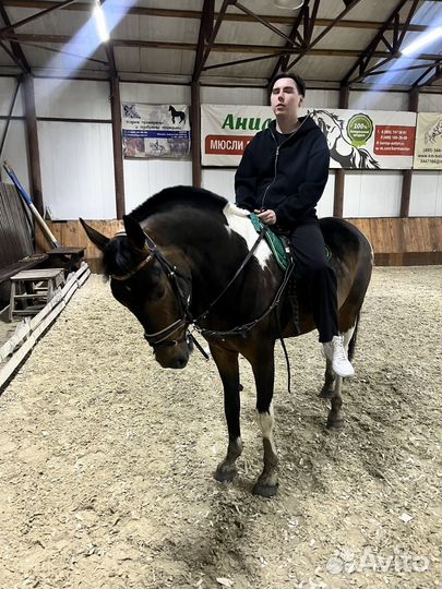 Обучение верховое езде. Конный спорт