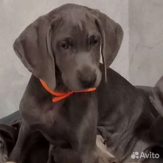 Щенки Голубого Веймаранера