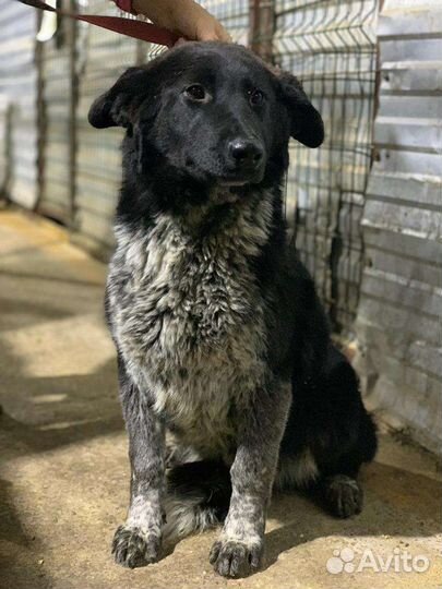 Узник отлова нужна помощь и дом