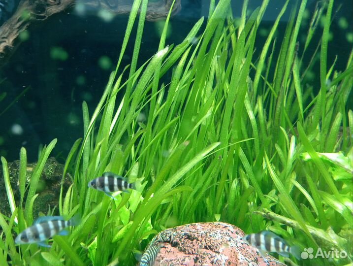 Криптокорина Валиснерия