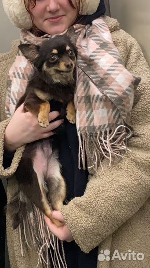 Мини той-терьер девочка ищет мужчину своей мечты