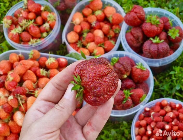 Рассада: Виктория, земляника, клубника