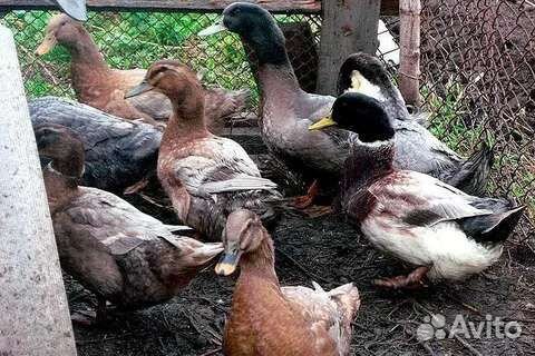 Гуси и утки