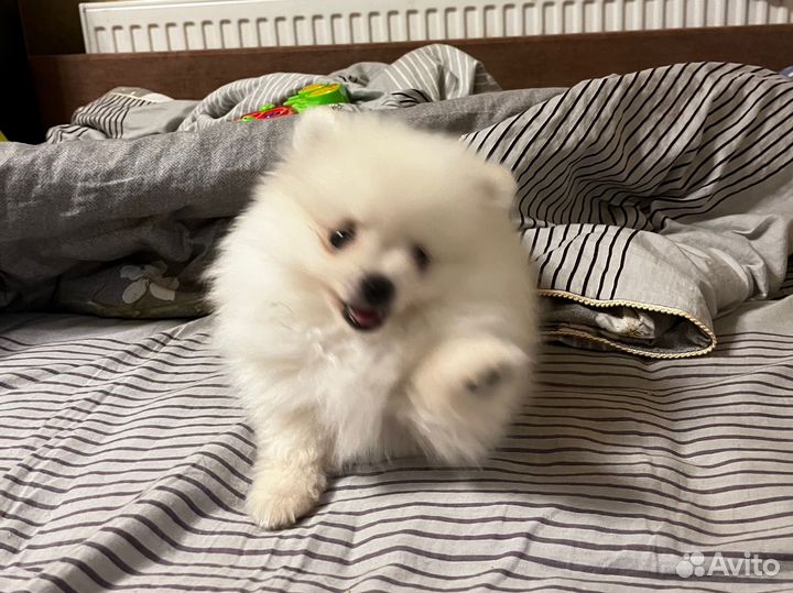 Белый померанский шпиц