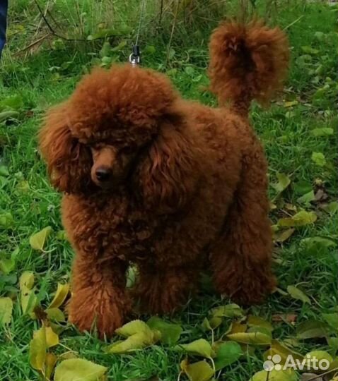 Тойпудельки редбраун