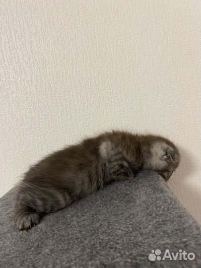 Британские вислоухие