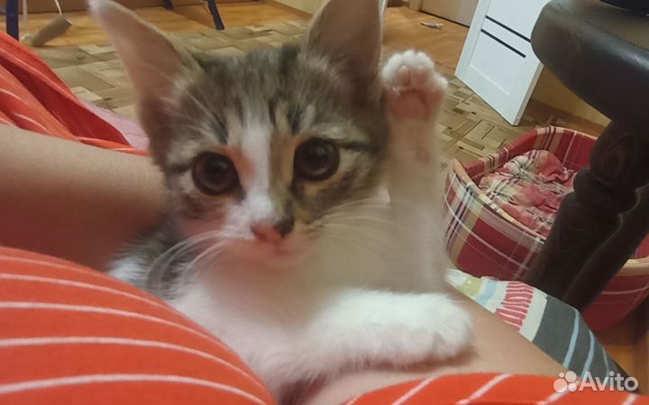 Котята в добрые руки бесплатно