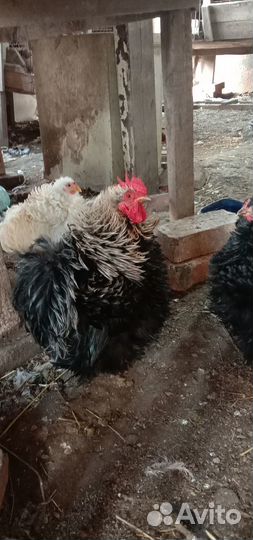 Петухи Кохинхин