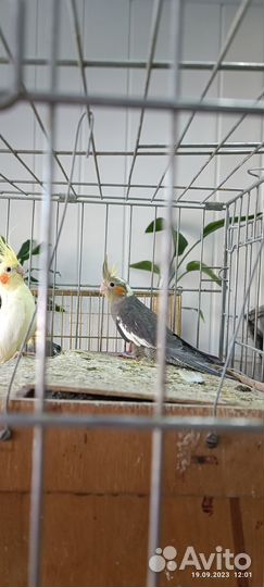 Попугай корелла птенец