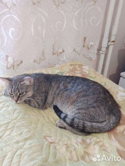 Кошка в дар бесплатно