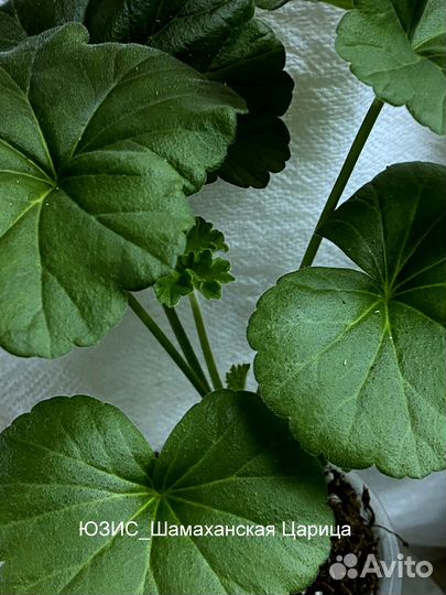 Пеларгонии сортовые юзис Шамаханская Царица