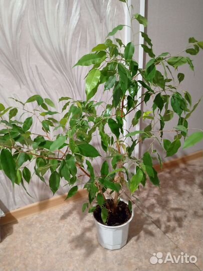 Комнатные цветы