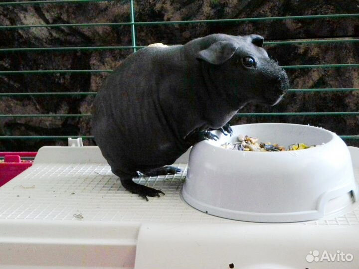 Передержка животных в домашних условиях