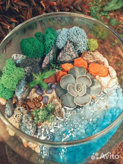 Флорариум, суккуленты, кактусы