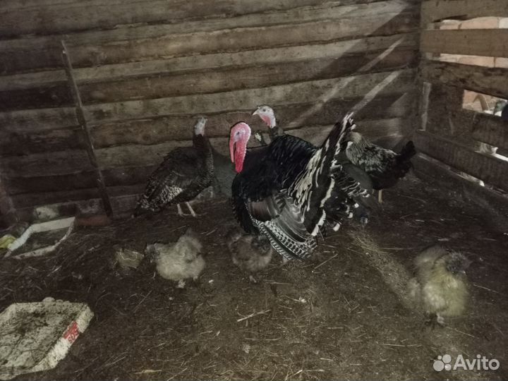 Индюки, куры несущие и петухи