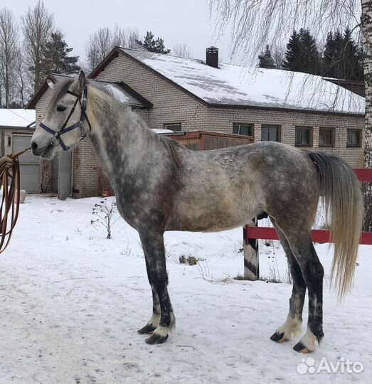Жеребец орловской рысистой породы