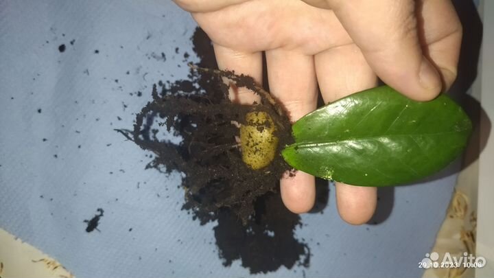 Замиокулькас