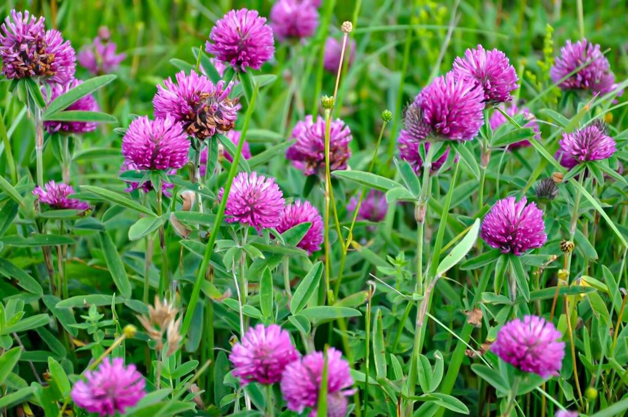 Красный Клевер Trifolium pratense