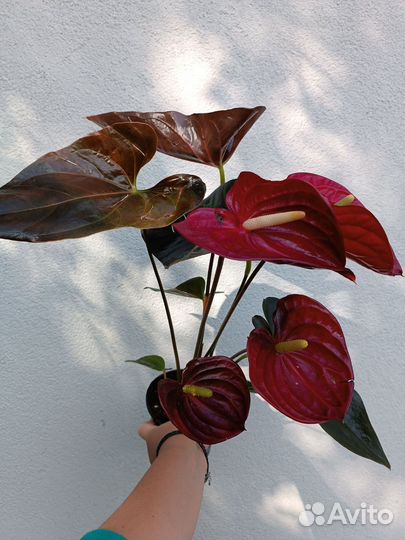 Антуриум Деликата