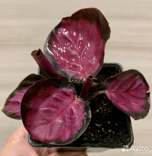 Калатея розеопикта роси, орбифолия