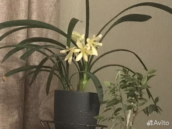 Кливия
