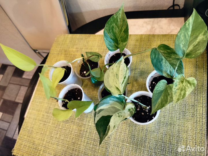 Сциндапсусы/эпипремнумы разные сорта