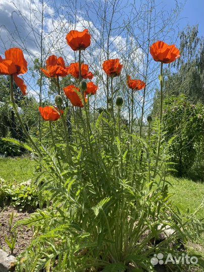 Семена Саженцы Мака восточного декоративного